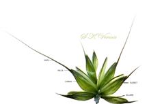  Spikelet (Opened))